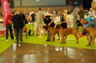 Chinzei - World Dog Show 2011